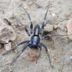 Lycosidae (family) at Cook, ACT - 3 Apr 2019