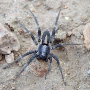 Lycosidae (family) at Cook, ACT - 3 Apr 2019 05:17 PM