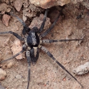 Lycosidae (family) at Cook, ACT - 3 Apr 2019 05:17 PM