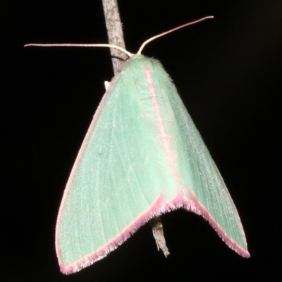 Chlorocoma undescribed species (sp.3 MoV) (An Emerald moth) at Ainslie, ACT - 4 Apr 2019 by jb2602