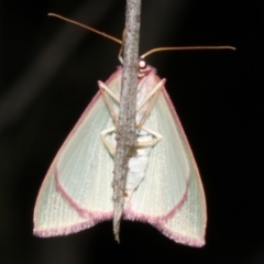 Chlorocoma undescribed species MoVsp3 at Ainslie, ACT - 4 Apr 2019