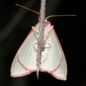 Chlorocoma undescribed species MoVsp3 at Ainslie, ACT - 4 Apr 2019