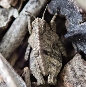 Tetrigidae (family) at Cook, ACT - 3 Apr 2019