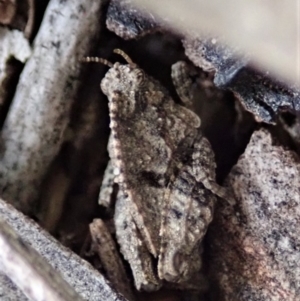 Tetrigidae (family) at Cook, ACT - 3 Apr 2019