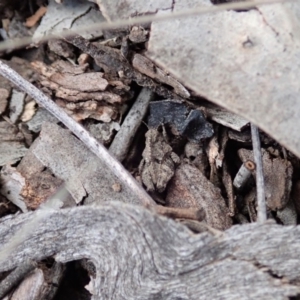 Tetrigidae (family) at Cook, ACT - 3 Apr 2019