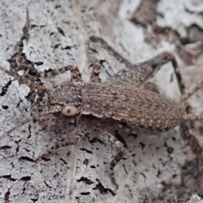 Eurepa marginipennis (Mottled bush cricket) at Dunlop, ACT - 4 Apr 2019 by CathB