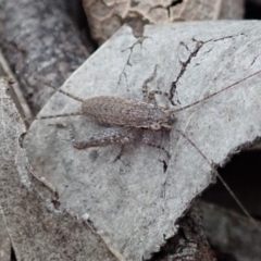 Eurepa marginipennis at Dunlop, ACT - 4 Apr 2019 01:40 PM