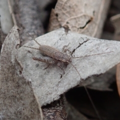 Eurepa marginipennis at Dunlop, ACT - 4 Apr 2019 01:40 PM