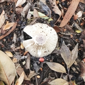 Lepiota s.l. at Hughes, ACT - 5 Apr 2019