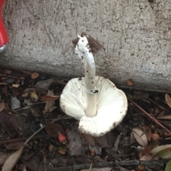 Lepiota s.l. at Hughes, ACT - 5 Apr 2019 06:00 PM