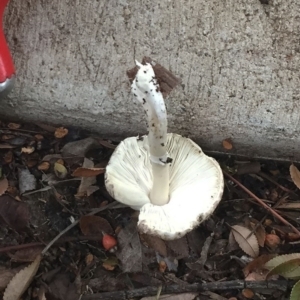 Lepiota s.l. at Hughes, ACT - 5 Apr 2019 06:00 PM