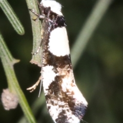 Monopis icterogastra (Wool Moth) at Mount Ainslie - 5 Apr 2019 by jb2602