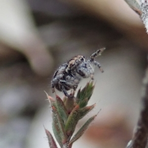 Maratus calcitrans at Aranda, ACT - suppressed