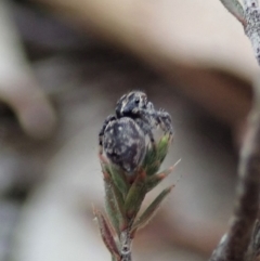 Maratus calcitrans at Aranda, ACT - suppressed