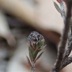 Maratus calcitrans at Aranda, ACT - suppressed