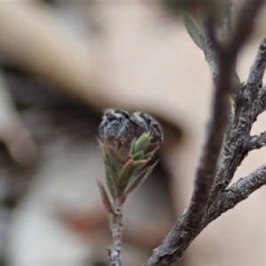 Maratus calcitrans at Aranda, ACT - suppressed