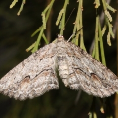 Ectropis (genus) (An engrailed moth) at Ainslie, ACT - 4 Apr 2019 by jbromilow50