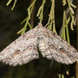 Ectropis (genus) at Ainslie, ACT - 4 Apr 2019 08:55 PM