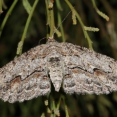 Ectropis (genus) at Ainslie, ACT - 4 Apr 2019 08:55 PM