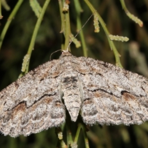 Ectropis (genus) at Ainslie, ACT - 4 Apr 2019 08:55 PM