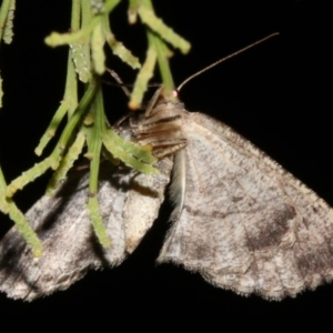 Ectropis (genus) at Ainslie, ACT - 4 Apr 2019 08:55 PM