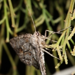 Ectropis (genus) at Ainslie, ACT - 4 Apr 2019 08:55 PM