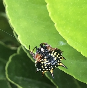 Austracantha minax at Flynn, ACT - 5 Apr 2019