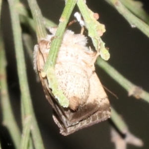 Proteuxoa leptochroa at Ainslie, ACT - 4 Apr 2019 08:59 PM