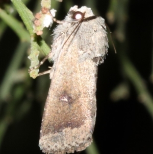 Proteuxoa leptochroa at Ainslie, ACT - 4 Apr 2019