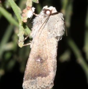 Proteuxoa leptochroa at Ainslie, ACT - 4 Apr 2019