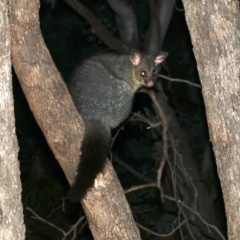 Trichosurus vulpecula (Common Brushtail Possum) at Mount Ainslie - 3 Apr 2019 by jb2602
