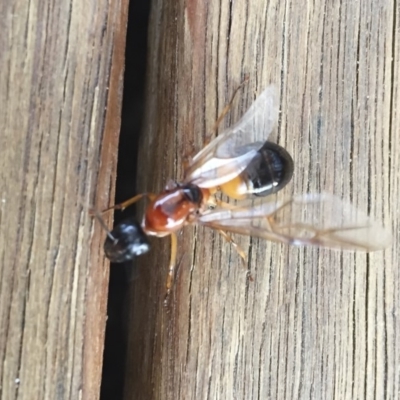 Camponotus consobrinus (Banded sugar ant) at Michelago, NSW - 11 Jan 2018 by Illilanga