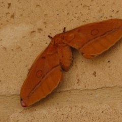 Opodiphthera helena (Helena Gum Moth) at Sutton, NSW - 5 Jan 2018 by Whirlwind