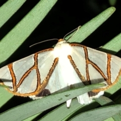 Thalaina clara (Clara's Satin Moth) at Sutton, NSW - 5 Apr 2019 by Whirlwind