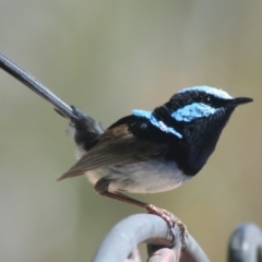 Malurus cyaneus (Superb Fairywren) at Sutton, NSW - 28 Nov 2018 by Whirlwind