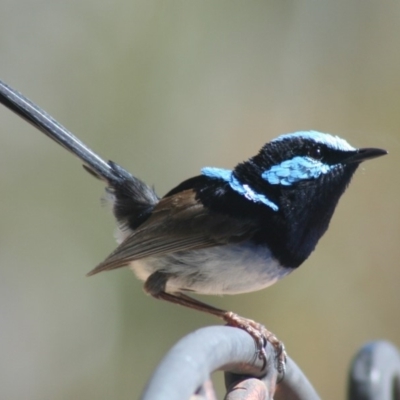 Malurus cyaneus (Superb Fairywren) at Sutton, NSW - 28 Nov 2018 by Whirlwind