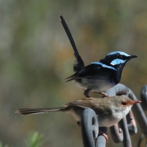 Malurus cyaneus at Sutton, NSW - 28 Nov 2018