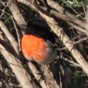 Petroica boodang at Sutton, NSW - 20 Feb 2019