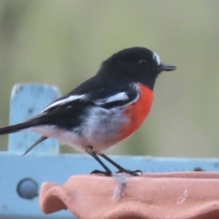 Petroica boodang (Scarlet Robin) at Sutton, NSW - 2 Mar 2019 by Whirlwind