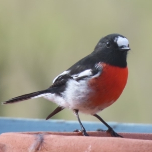 Petroica boodang at Sutton, NSW - 2 Mar 2019