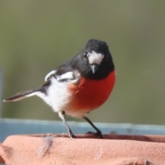 Petroica boodang at Sutton, NSW - 2 Mar 2019 12:00 AM