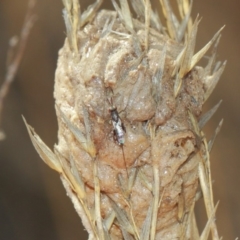 Podagrionini (tribe) at Hackett, ACT - 3 Apr 2019 01:13 PM