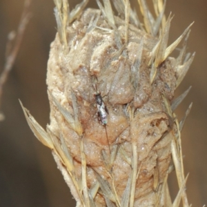 Podagrionini (tribe) at Hackett, ACT - 3 Apr 2019