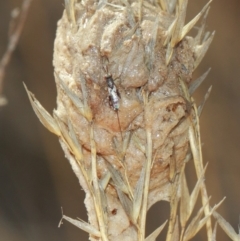 Podagrionini (tribe) at Hackett, ACT - 3 Apr 2019 01:13 PM