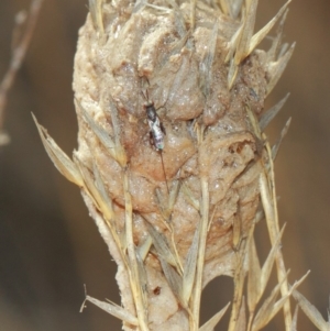 Podagrionini (tribe) at Hackett, ACT - 3 Apr 2019 01:13 PM