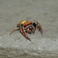 Salticidae (family) (Unidentified Jumping spider) at ANBG - 1 Apr 2019 by TimL