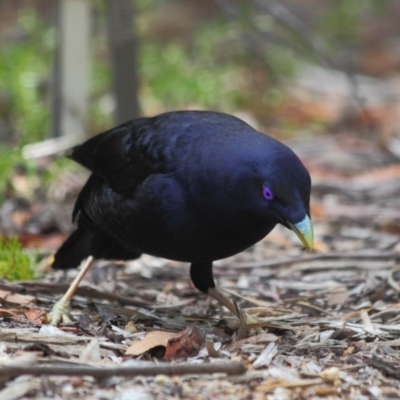 Ptilonorhynchus violaceus (Satin Bowerbird) at Hackett, ACT - 1 Apr 2019 by Tim L