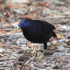 Ptilonorhynchus violaceus at Hackett, ACT - 1 Apr 2019