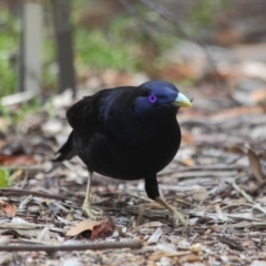 Ptilonorhynchus violaceus at Hackett, ACT - 1 Apr 2019