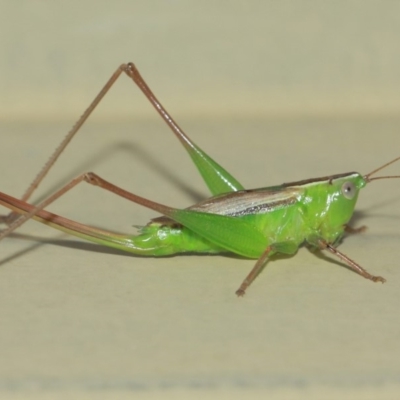 Conocephalus sp. (genus) (A Tussock Katydid) at Evatt, ACT - 3 Apr 2019 by TimL